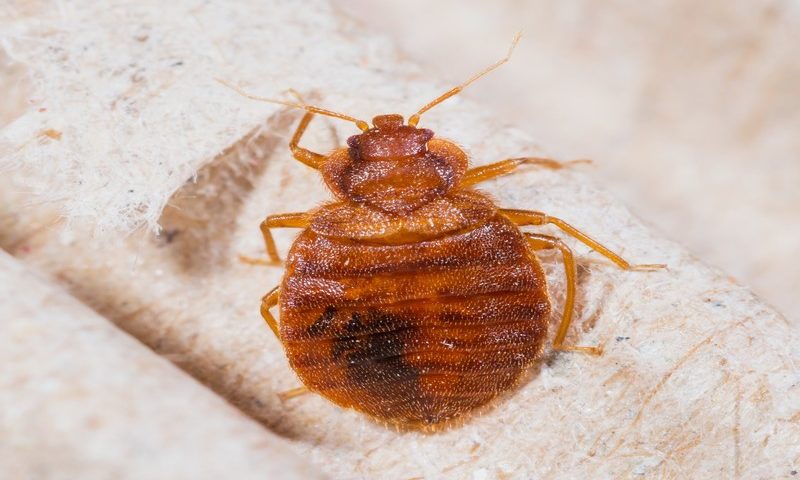 Cimex lectularius ou punaise de lit