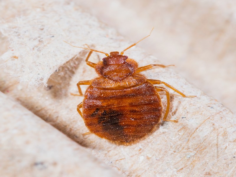 Cimex lectularius ou punaise de lit
